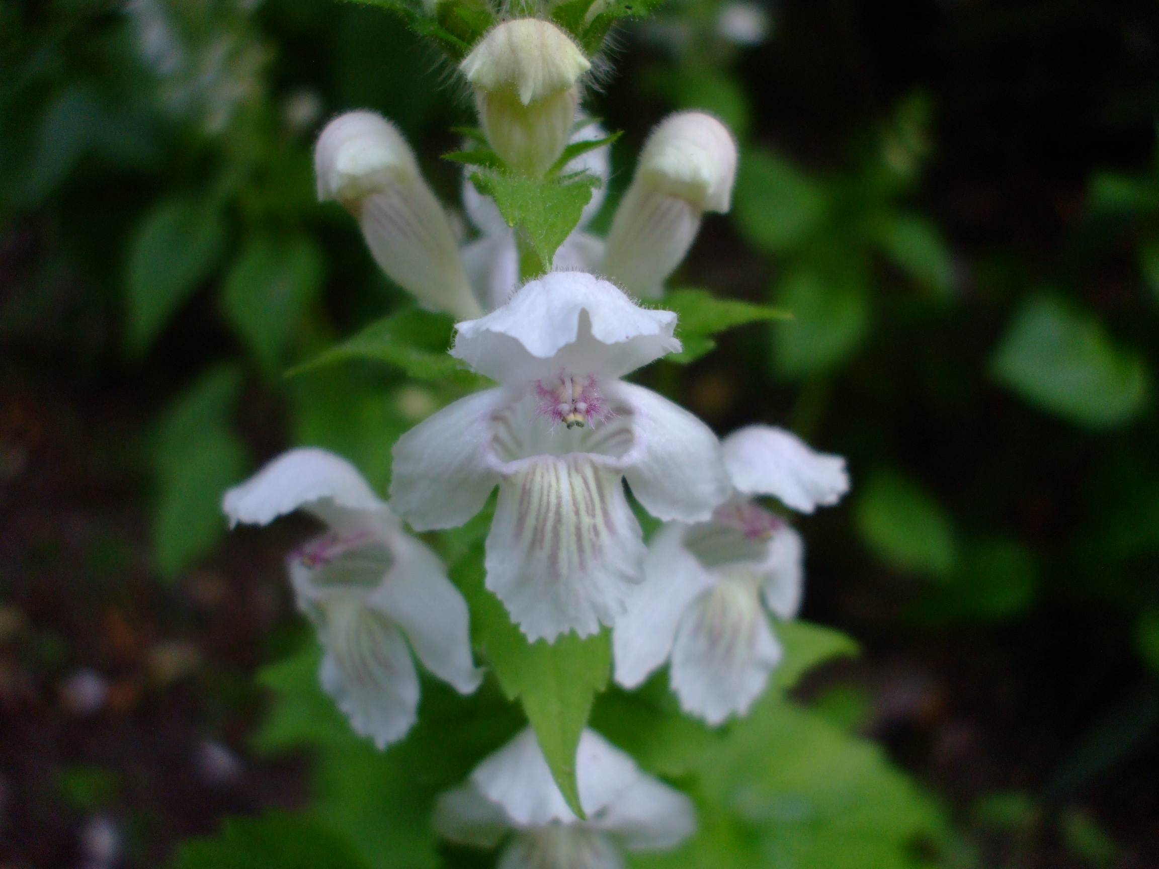 Synandra hispidula
